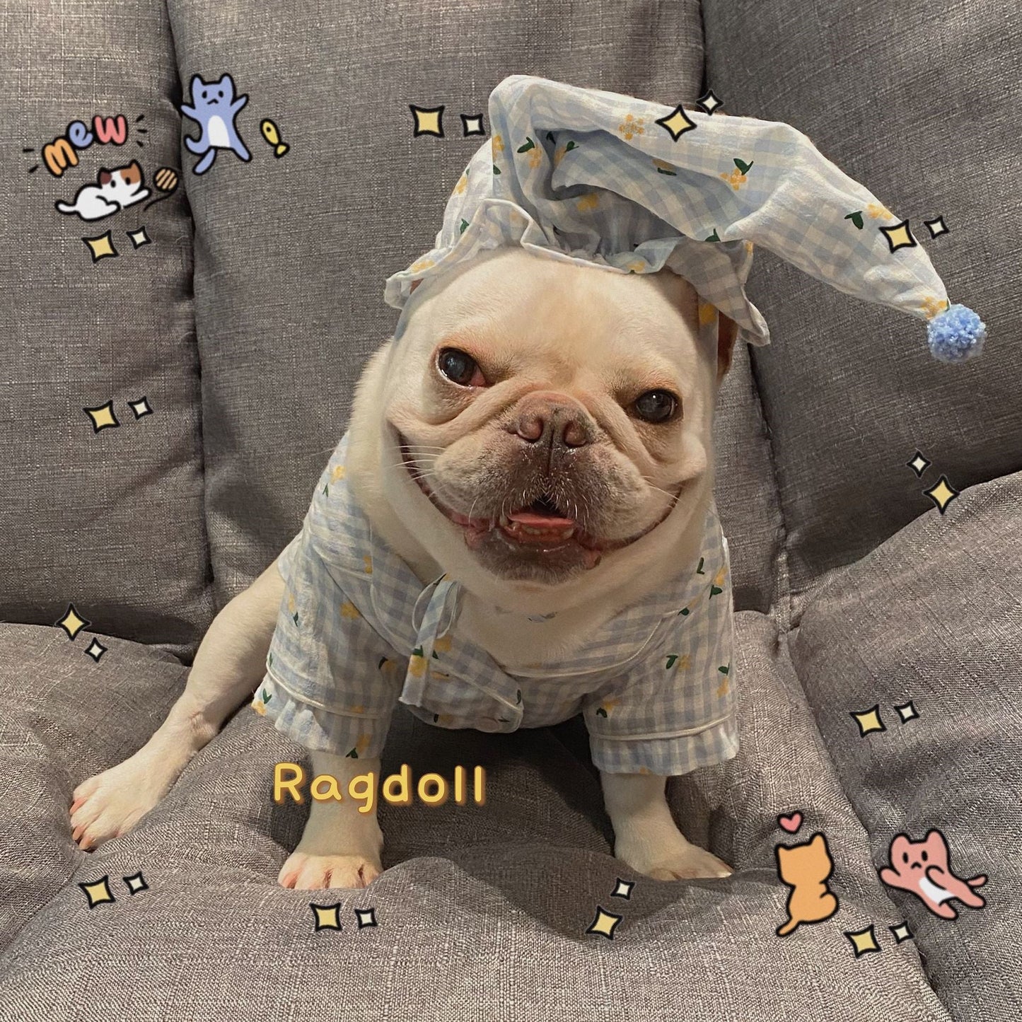 Clothes, Dogs Cats Favs Teddy Schnauzer