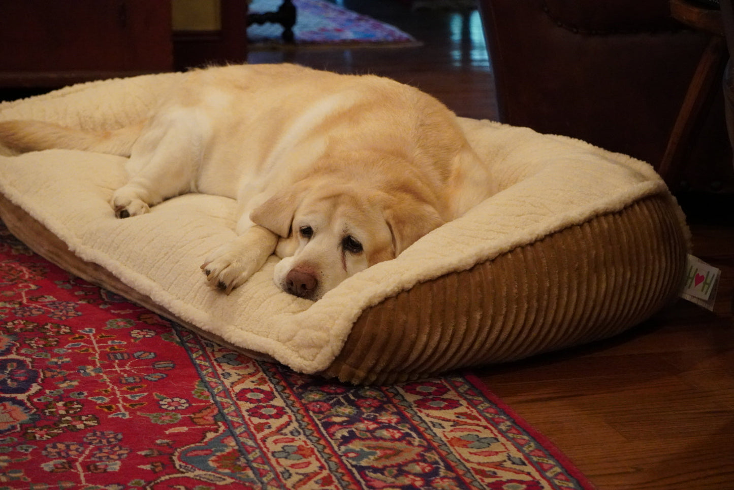 Scout Perfect Bolster Dog Bed