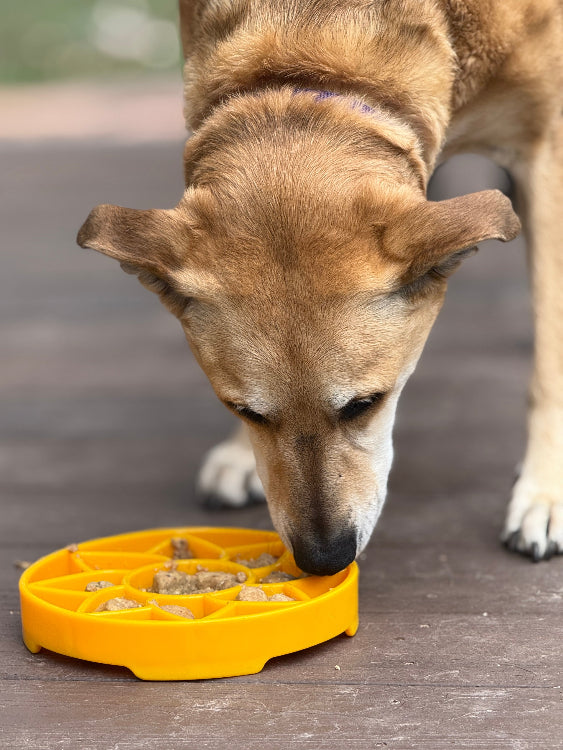 Sunflower eTray Shallow Slow Feeder Dog Bowl for Enrichment | USA Made