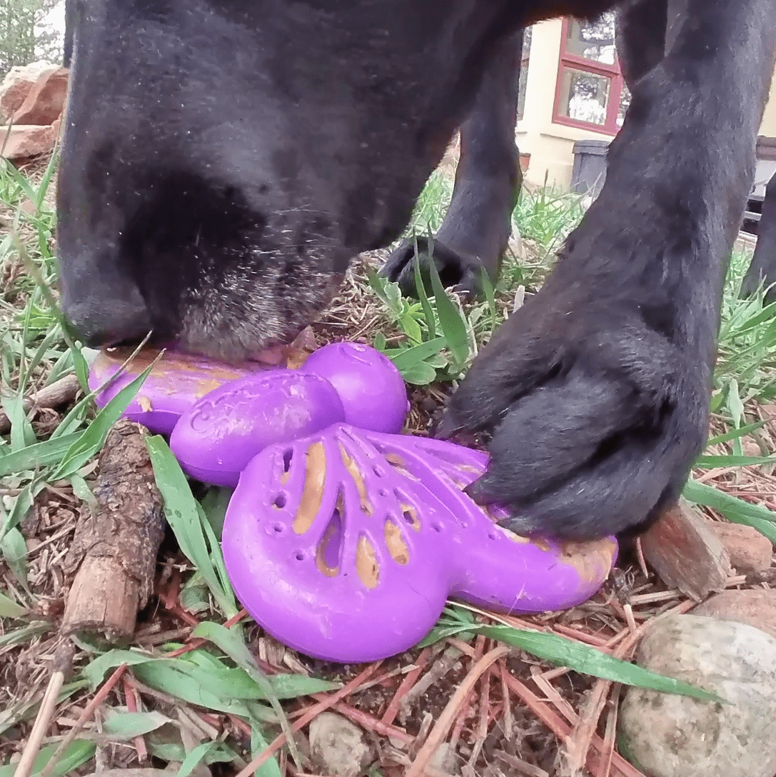 Butterfly Nylon Chew & Enrichment Toy | 2-in-1 for Aggressive Chewers | SodaPup